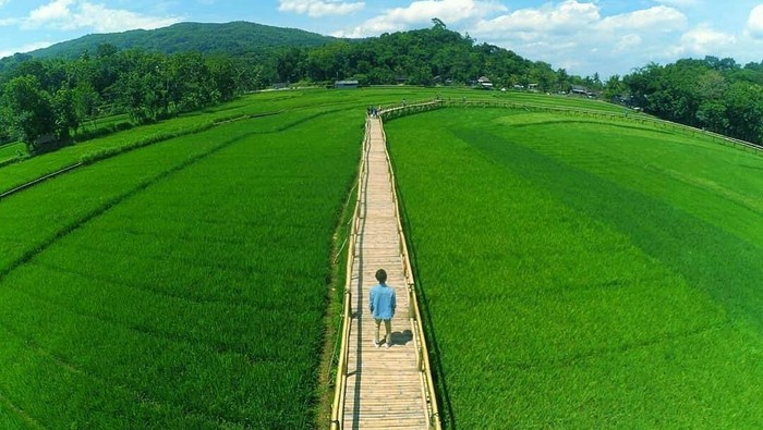 Persawahan Sukorame Yogyakarta