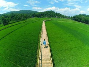 Aneka Wisata Tengah Sawah di Jawa Tengah dan Yogyakarta