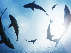 Mesti Tahu, 9 Jenis Hiu yang Dijaga di Indonesia