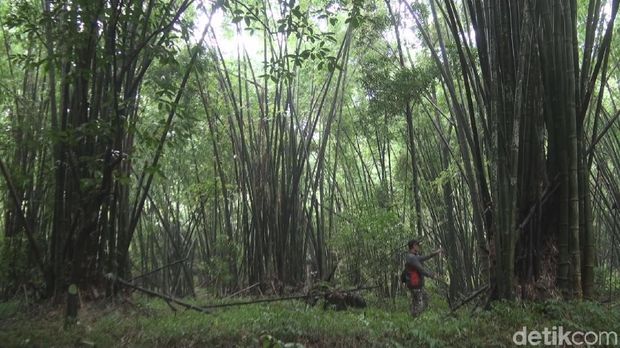 Yuk Menjajal Berpetualang Ke Wisata Petung Sewu