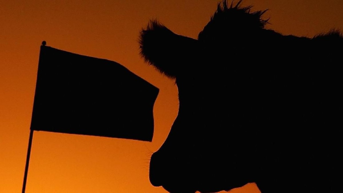 Ilustrasi sapi (Foto: Scott Halleran/Getty Images)