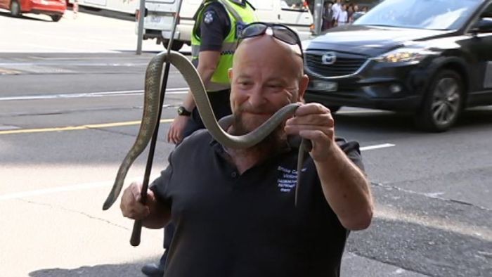 Ular Berbisa Ditemukan di Jalanan Pusat Kota Melbourne