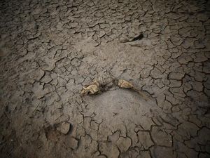 Gelombang Panas Ekstrem Terjang Afrika Selatan