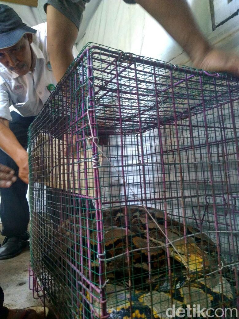 Berapa Uang Lelah Tangkap Sanca yang Diminta Warga ke BKSDA? Berapa Uang Lelah Tangkap Sanca yang Diminta Warga ke BKSDA?