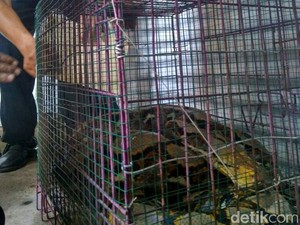 Ada Ular di Gerbong, PT KAI Minta Pengiriman Hewan Lewat Ekspeditur
