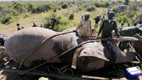 Setelah dibius, empat kaki gajah diikat dan dikaitkan ke crane. Dengan bantuan alat berat gajah dimasukkan ke truk./Foto: REUTERS/Thomas Mukoya