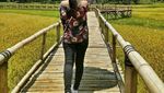 Foto: Jembatan Bambu Tengah Sawah Ini Lagi Hits di Yogya