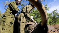 Proses pemindahan dilakukan dengan tetap memperhatikan kondisi gajah.Foto: REUTERS/Thomas Mukoya