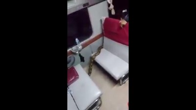 Detik-detik Ular Sanca Jadi Penumpang Gelap di KA Kertajaya