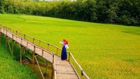 Spot yang instagramable adalah hal yang paling dicari dari jembatan bambu di Persawahan Sukorame Bantul ini. Lihatlah padi yang menguning akan sangat bagus bila difoto (deltareharni/Instagram)