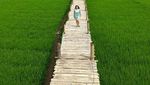 Foto: Jembatan Bambu Tengah Sawah Ini Lagi Hits di Yogya