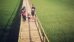 Foto: Jembatan Bambu Tengah Sawah Ini Lagi Hits di Yogya