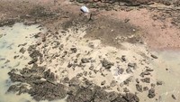 Pasangan asal Queensland ini semula sedang memancing di dekat pulau terpencil. Mereka kemudian terhempas karena badai.