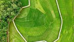 Foto: Jembatan Bambu Tengah Sawah Ini Lagi Hits di Yogya