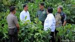Revitalisasi Sungai Citarum, Jokowi Tanam Pohon