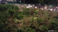 Kondisi tanaman di taman yang jadi lokasi Kopaja terperosok pada petang hari tadi.
