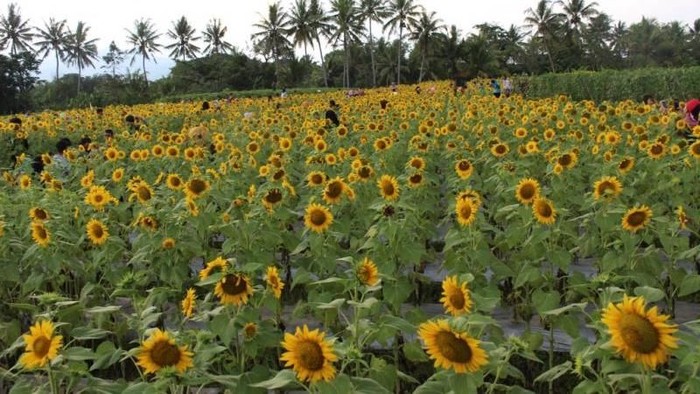kebun bunga