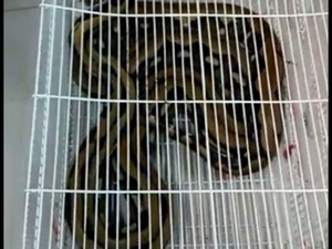 Cari Pemilik Ular Sanca, PT KAI Masih Cek Manifes Kereta Kertajaya