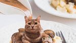 Mengintip Lucunya 10 Ekspresi Kucing dalam Makanan, Penasaran?