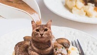 Cat meal ball. Bola-bola daging yang diatasnya sedang ada kucing ini terlihat sedang disiram saus mushroom. Foto: Instagram cats_in_food