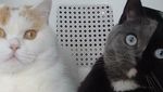 Foto: Lucunya Narnia, Kucing Bermuka Dua yang Jadi Sorotan