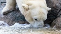 Mengutip dari situs Philadephia Zoo, Jumat (23/2/2018), tim medis kebun binatang mengatakan Coldilocks mengalami penurunan kesehatan yang serius.  Pihak pengelola khawatir akan kesehatan Coldilocks.