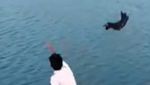 Detik-detik Anjing Dilemparkan untuk Jadi Santapan Buaya yang Viral