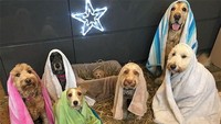 Lucunya para anjing berkumpul yang mengenakan handuk.