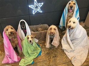 Anjing Kerap Pasang Tampang Bersalah Saat Dimarahi, Ternyata Tipuan?