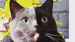 Foto: Lucunya Narnia, Kucing Bermuka Dua yang Jadi Sorotan