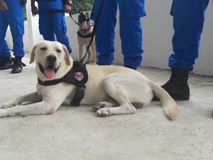 Pongki dan Tina, Anjing Pelacak dari Belanda yang Jitu Endus Narkoba