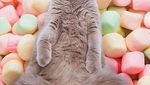 Mengintip Lucunya 10 Ekspresi Kucing dalam Makanan, Penasaran?