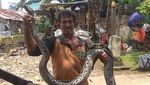 Penemuan di Kali Mampang: Sanca, Biawak hingga Sofa