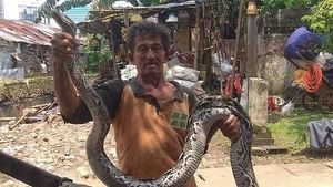 Penampakan Ular Sanca Kembang yang Muncul di Kali Mampang