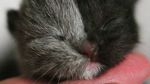 Foto: Lucunya Narnia, Kucing Bermuka Dua yang Jadi Sorotan
