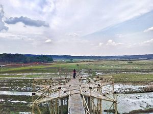 9.718 Ha Lahan Pertanian di Palu hingga Donggala Rusak