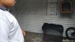 Sanca Jumbo yang Ditangkap Warga Probolinggo Hilang dari Kandang