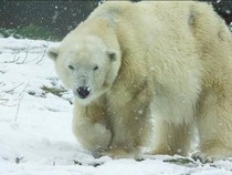 Beruang Kutub Terlihat Putih, Ternyata Kulitnya Hitam