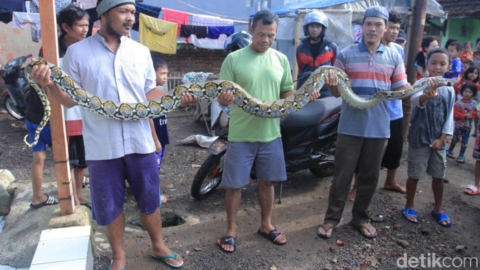 Niat Mencari Belut, Kusnadi Malah Temukan Ular Sanca 4 Meter