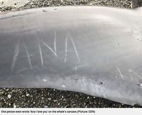 Tulisan di badan paus