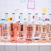 Cantiknya! Wine Ini Punya Warna Pink Lembut Mirip Parfum