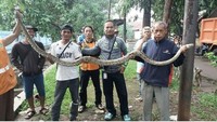 Ular sanca kembang ditemukan di Kali Mampang, Jakarta Selatan (dok UPK Badan Air Kecamatan Mampang)