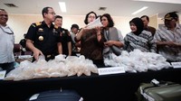 Diketahui, bayi lobster termasuk dalam jenis hasil laut yang dilarang penangkapannya berdasarkan Peraturan Menteri Kelautan dan Perikanan Nomor 56 Tahun 2016 tentang Larangan Penangkapan dan/atau Pengeluaran Lobster (Panulirus spp), Kepiting (Scylla spp), dan Rajungan (Portinus Pelagicus spp) dari wilayan Republik Indonesia. Dok. Kemenkeu.