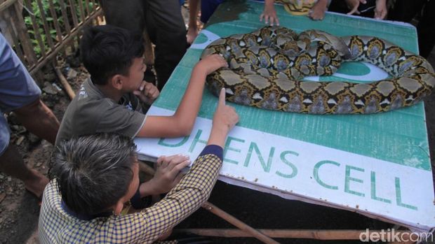 Niat Mencari Belut, Kusnadi Malah Temukan Ular Sanca 4 Meter