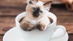 Mengintip Lucunya 10 Ekspresi Kucing dalam Makanan, Penasaran?