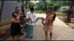 Penemuan di Kali Mampang: Sanca, Biawak hingga Sofa