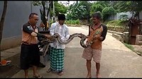 Dia mengatakan ular tersebut telah diberikan kepada salah seorang warga yang meminta. (dok UPK Badan Air Kecamatan Mampang)