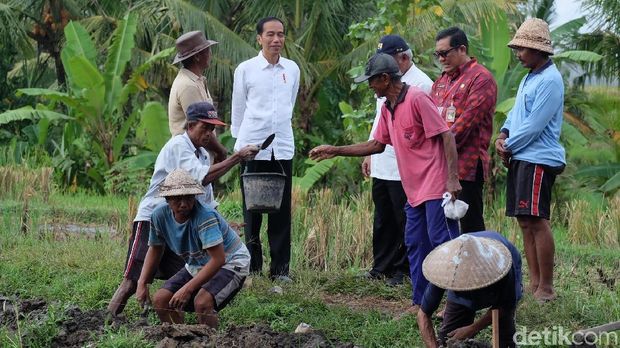 Tinjau Proyek Padat Karya di Tabanan, Jokowi Ajak Dialog Petani