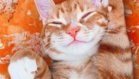 Marmalade toast, seakan dijadikan sebagai kasur untuk si meong. Wah, terlihat seperti sungguhan ya! Foto: Instagram cats_in_food
