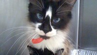 Gemasnya melihat kucing yang satu ini yang berdiri di atas kucing lainnya.